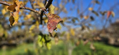 Thumbnail 6198785 - 6