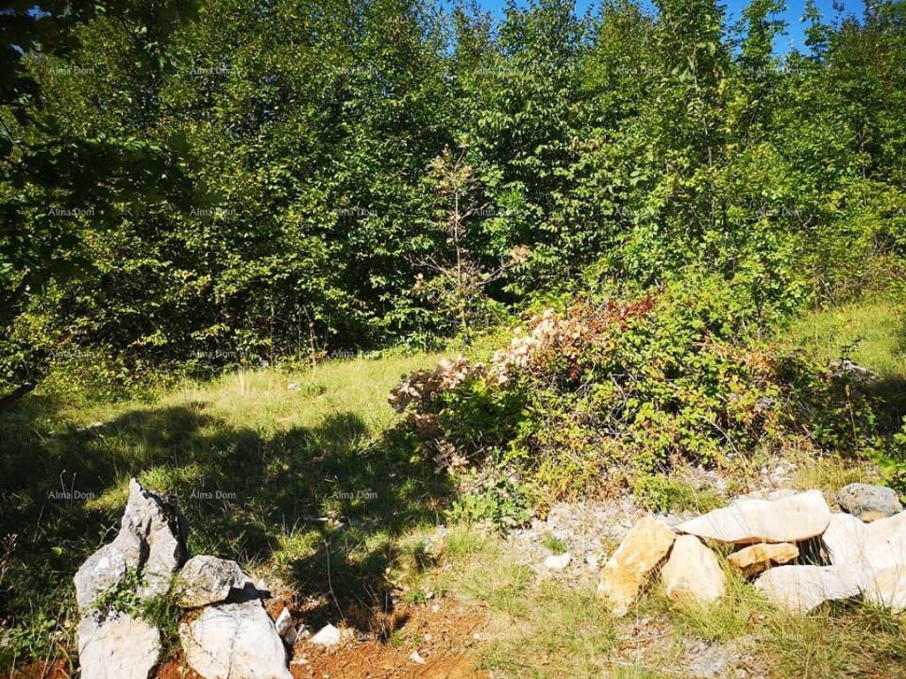 Image 6204194 - 1