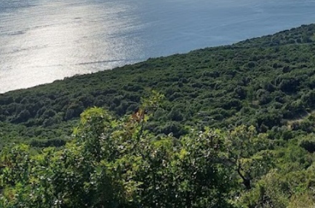 Image 6208886 - 1