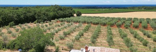 Istra, Novigrad - vila s prekrasnim pogledom na more i masli