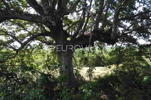 Thumbnail 6215021 - 6