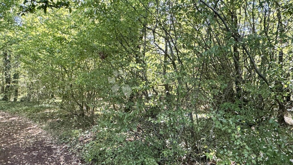 Image 6217397 - 6