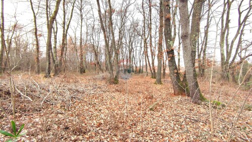 Thumbnail 6219468 - 1