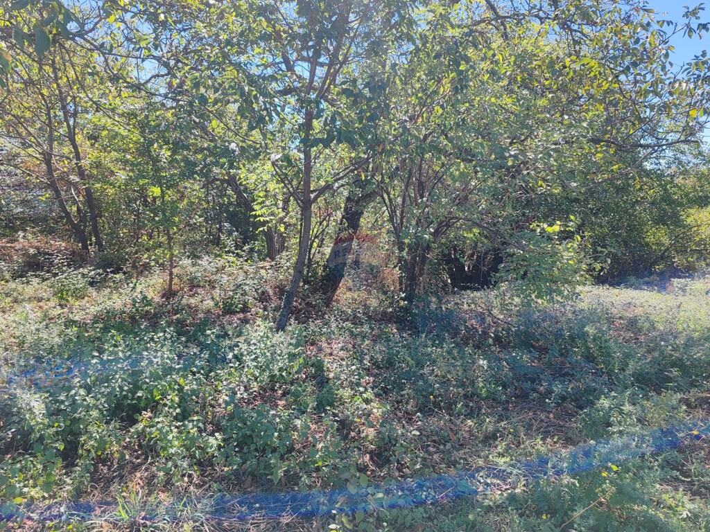Image 6220077 - 2