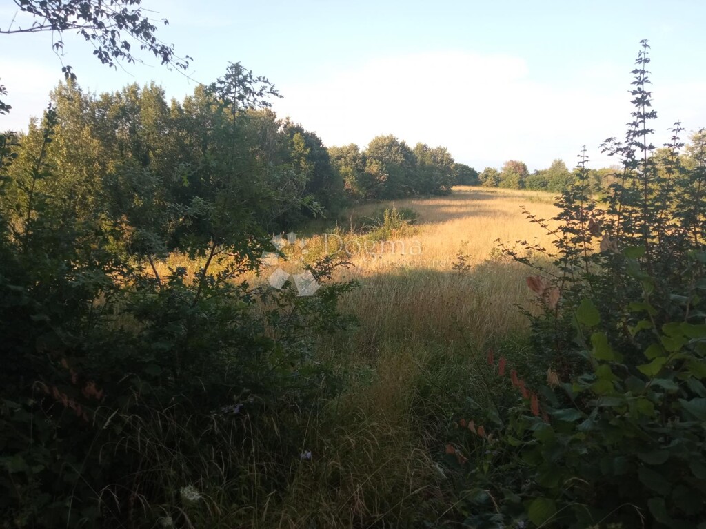 Image 6221299 - 2