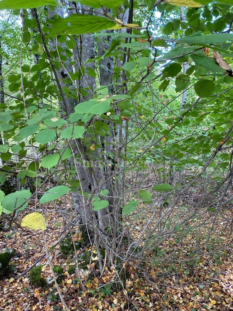 Image 6224476 - 6