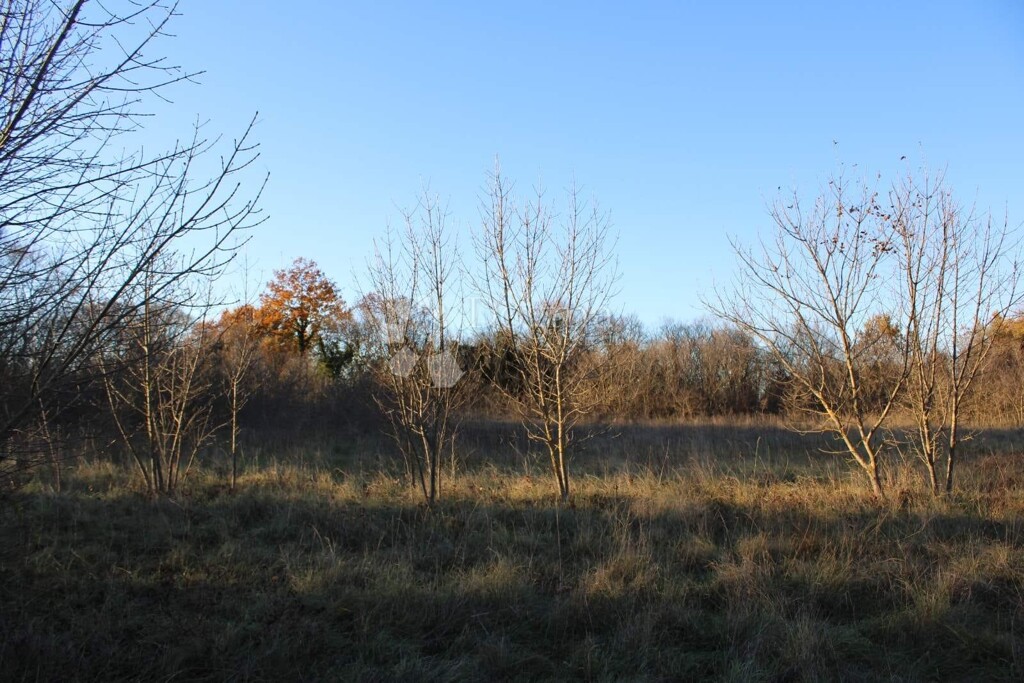 Image 6225811 - 3