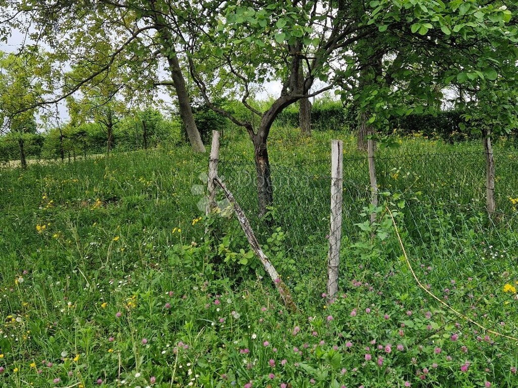 Image 6225882 - 2