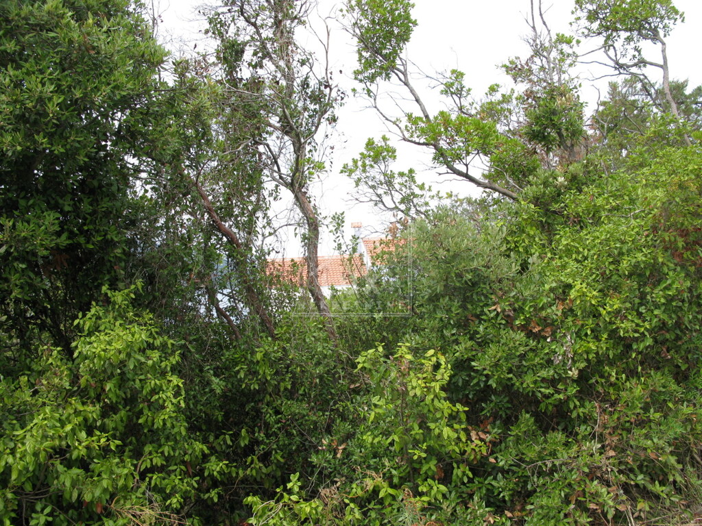 Image 6227882 - 2