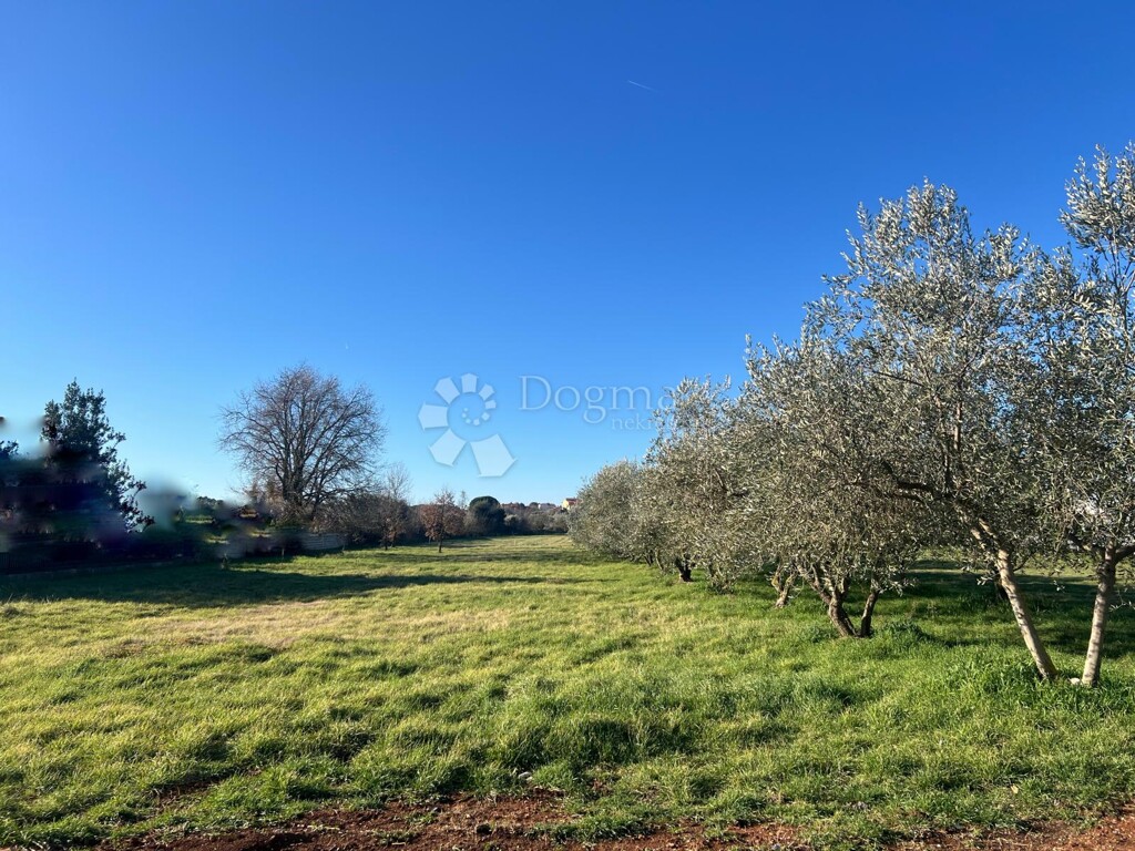 Image 6228854 - 1