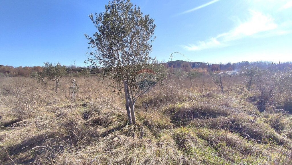 Image 6229162 - 1