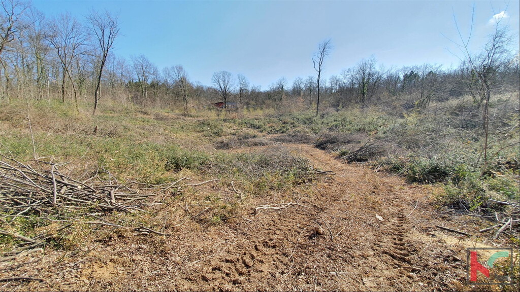 Image 6230318 - 1