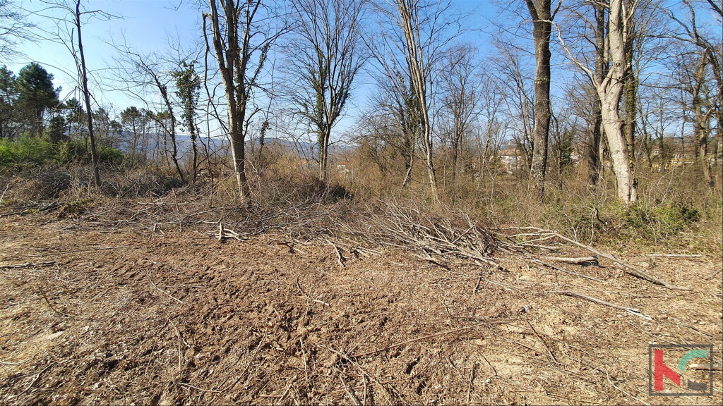 Image 6230318 - 2