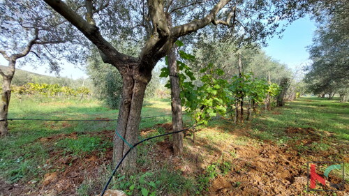 Thumbnail 6230405 - 12