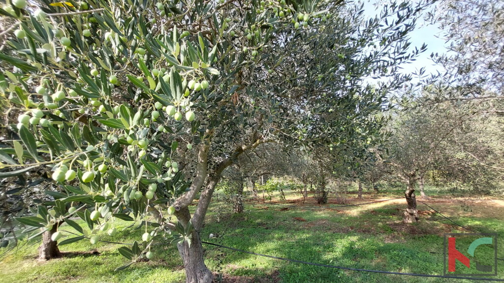 Image 6230405 - 15