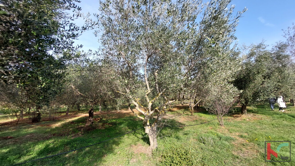Image 6230405 - 4