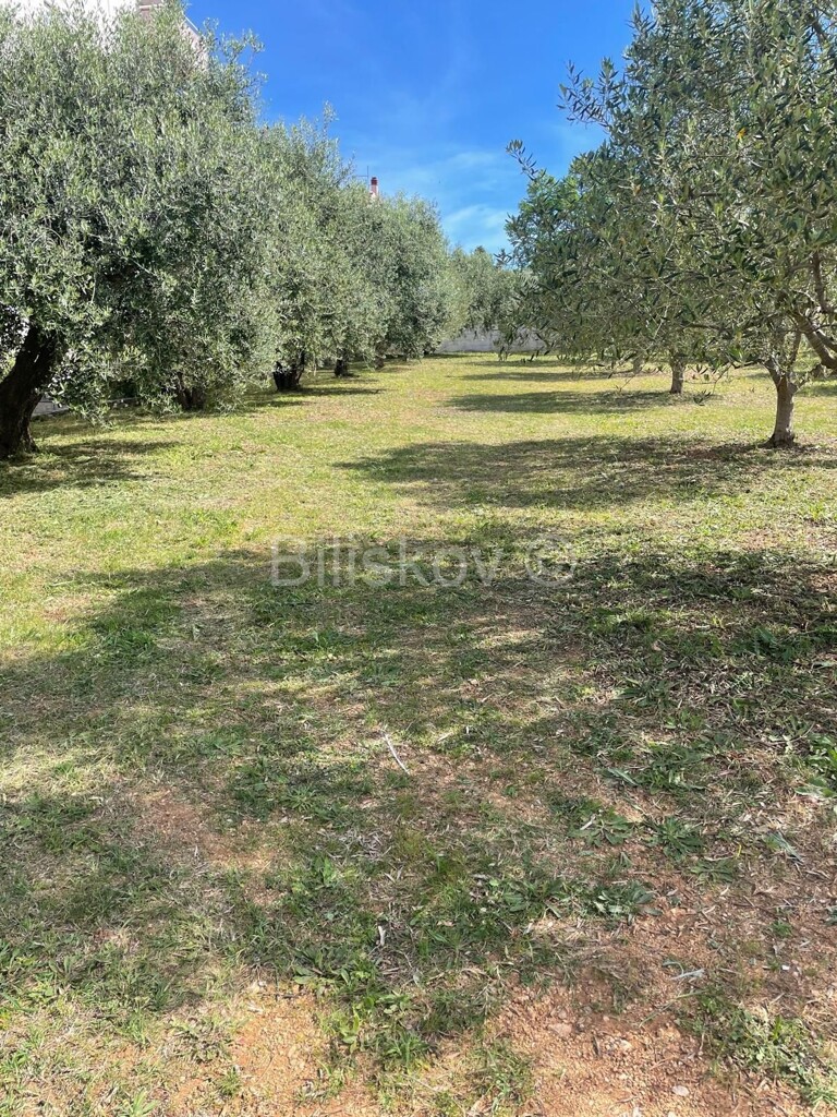 Image 6230442 - 1
