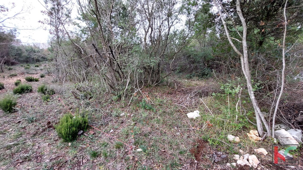 Image 6230445 - 8