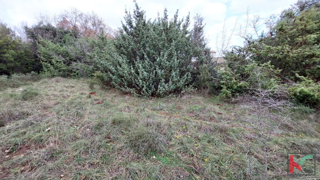 Image 6230445 - 2
