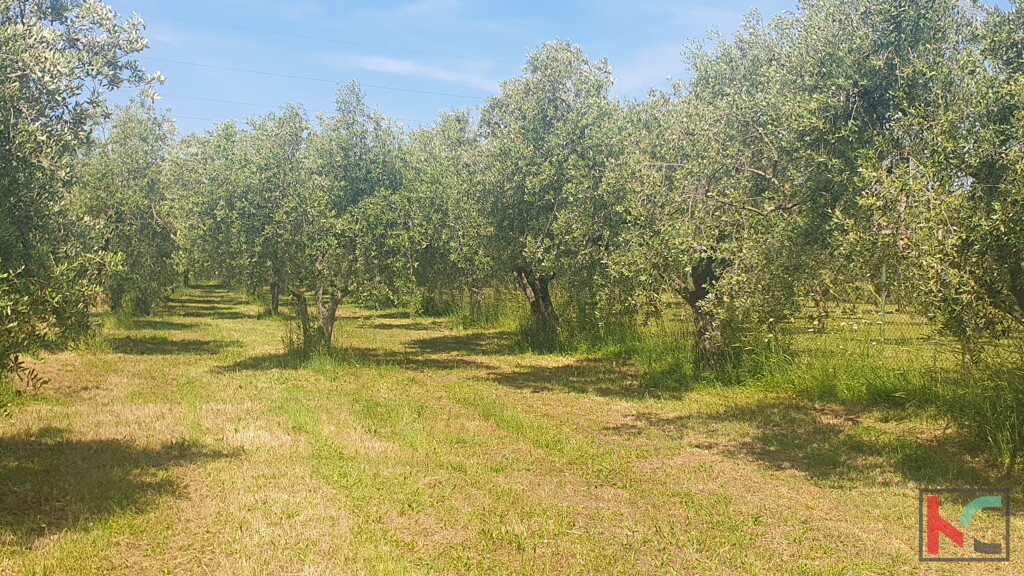 Image 6230559 - 3
