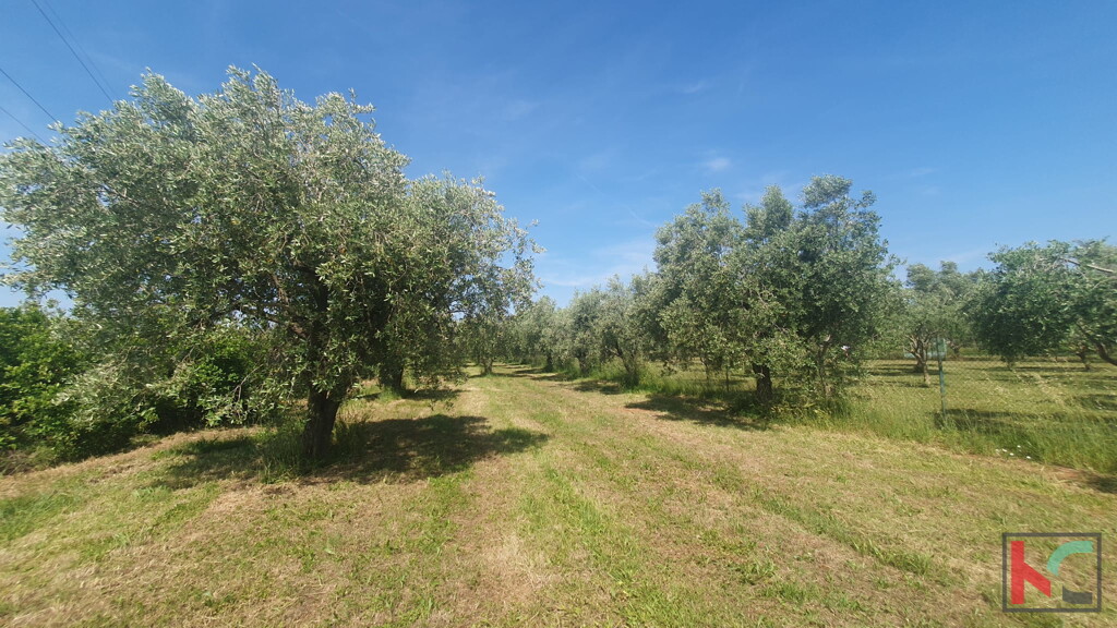 Image 6230559 - 4