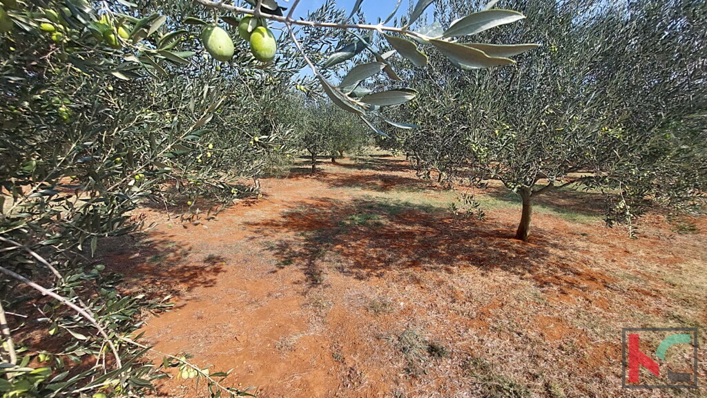 Image 6230750 - 4