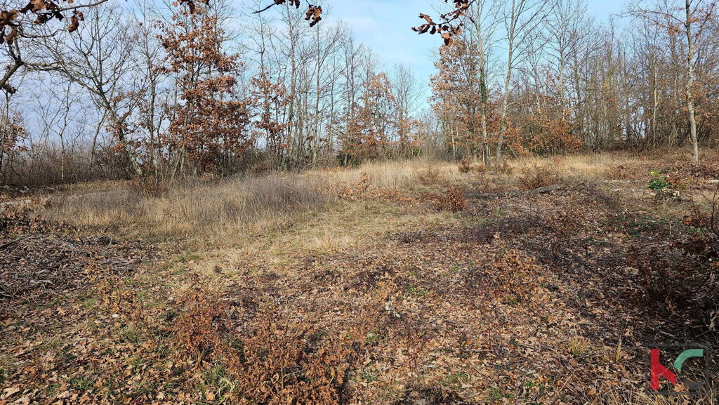 Image 6230829 - 5