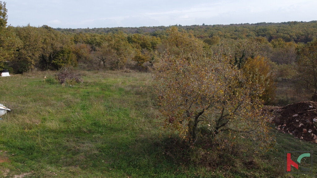 Image 6231027 - 3