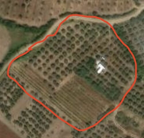 Sv.Lovreč – prodaje se maslinik i vinograd 9.560 m2