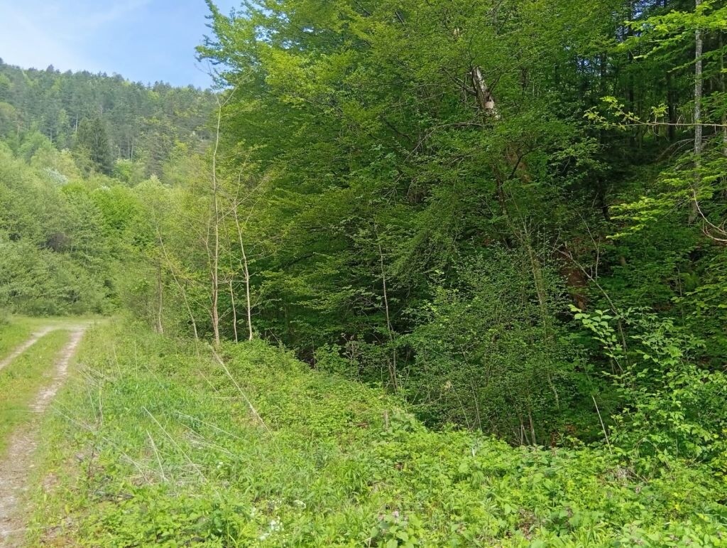 Image 6232317 - 1