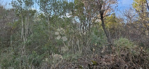 Thumbnail 6233011 - 6