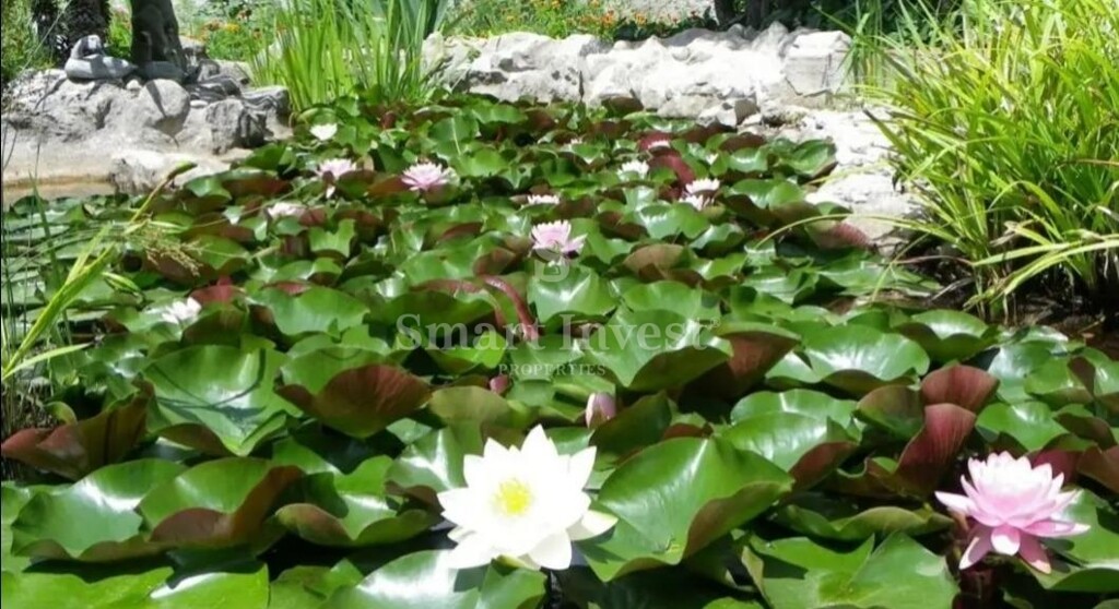 Image 6236625 - 21