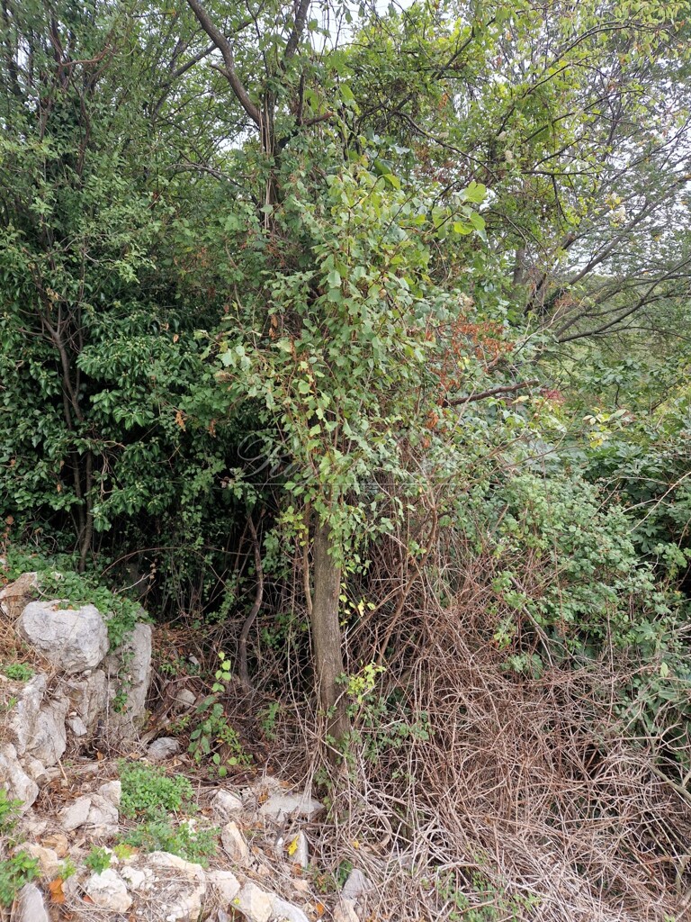 Image 6239514 - 11