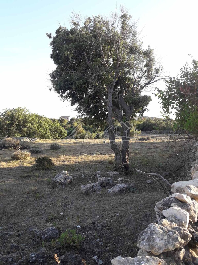 Image 6239883 - 2