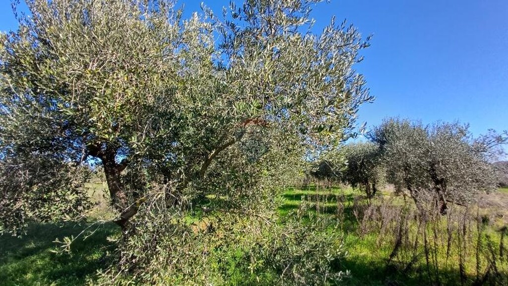 Image 6240931 - 9