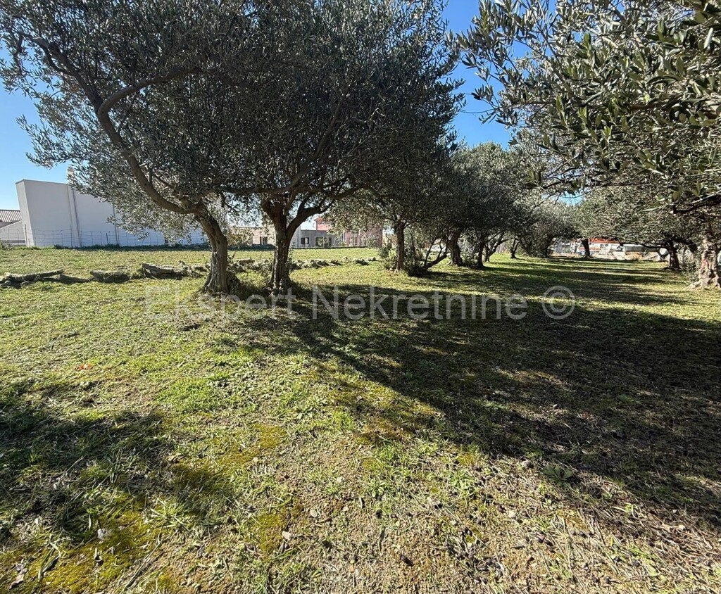 Image 6242305 - 1