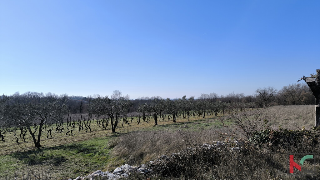 Image 6242977 - 1