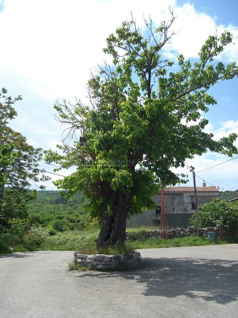 Image 6245001 - 1
