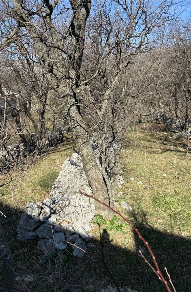 Image 6245283 - 8