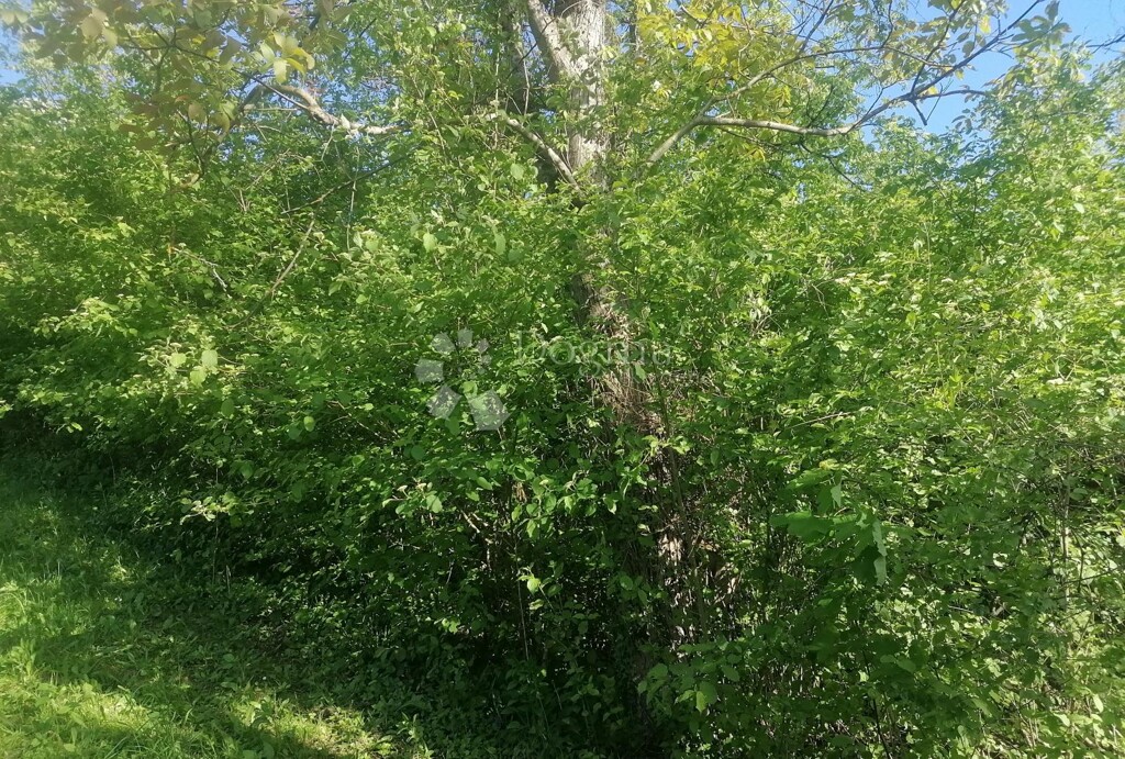 Image 6245786 - 3