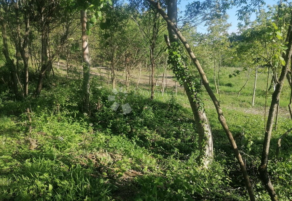 Image 6245786 - 1