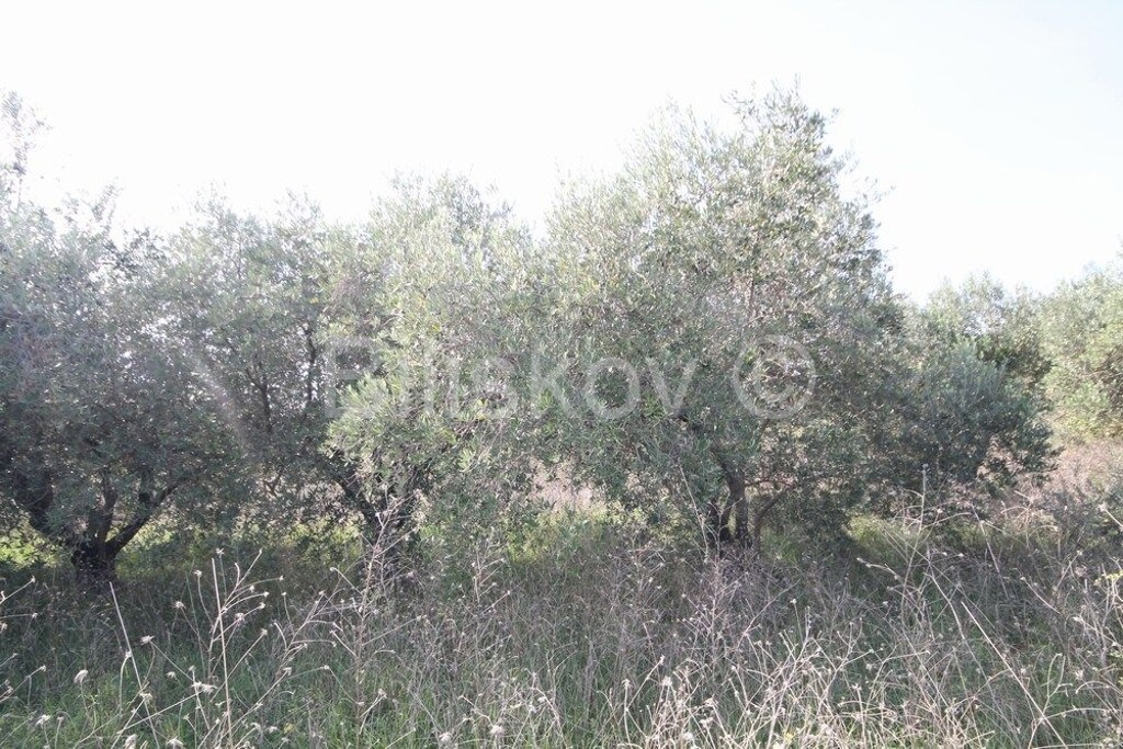 Image 6249997 - 5