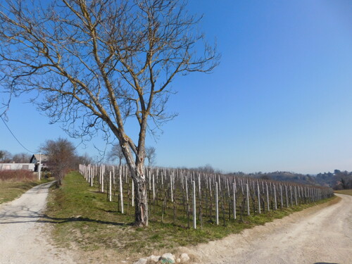Predivan vinograd na zemljištu 3975m2 – Sveti Ivan Zelina