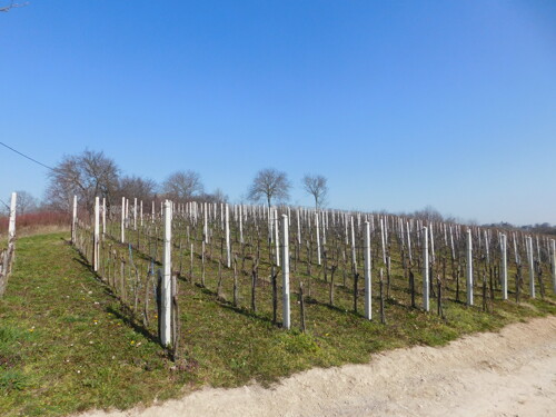 Predivan vinograd na zemljištu 3975m2 – Sveti Ivan Zelina