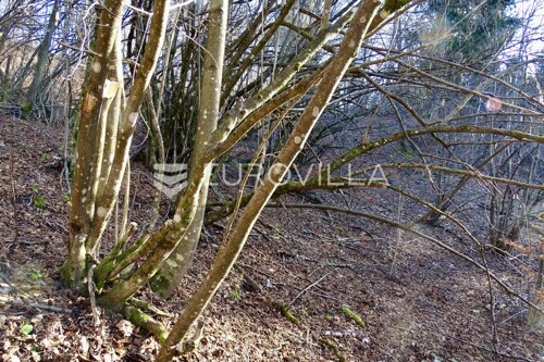 Thumbnail 6253261 - 8