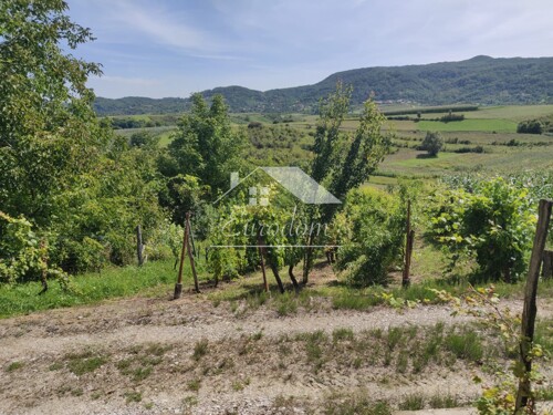 Vinograd s voćnjakom i vikendicom – savršen bijeg u prirodu!