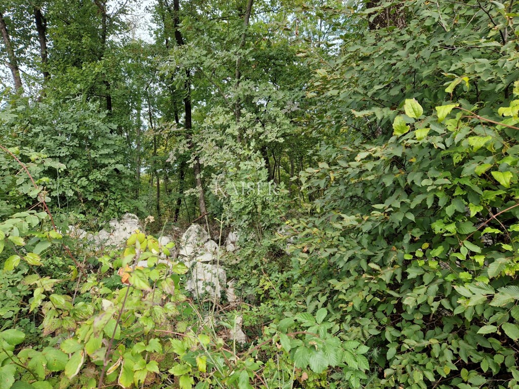 Image 6323902 - 1