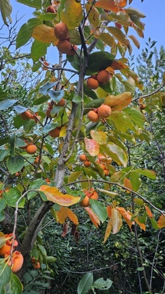 Image 6325097 - 22