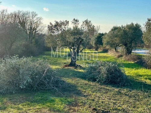 ISTRA, BALE maslinik za investiciju