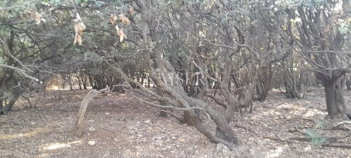 Thumbnail 6334149 - 2